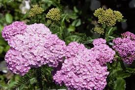 Check spelling or type a new query. What Shade Plants Do Deer Not Eat Colourhaze De
