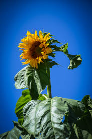 Image result for Helianthus