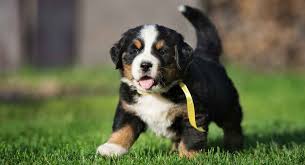 Its short, hanging ears and glossy. Bernese Mountain Dog Names Perfect For Your Big Fluffy Dog