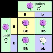 Breed pure chickens with known genotypes that exhibit specific feather colors, and learn how traits are passed on via punnett squares can be used to predict results. 4 0 Biology Flashcards Quizlet