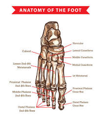 The smaller lateral bone of the lower leg. Human Foot Bones Anatomy Sketch Design Of Vector Orthopedics Medicine Skeleton Leg Ankle Joints And Toe Phalanges Cuboid Metatarsal Navicular And Cuneiform Bones Hand Drawn Dorsal View Of Foot Royalty Free Cliparts