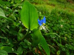 Image result for Commelina