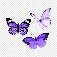 Learn about the ways wwf works to conserve a future where people live in harmony with nature. Aesthetic Pictures Blue Butterfly