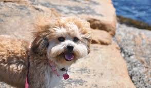 The shih poo puppy is the main 2 breeds of the teddy bear puppy bred especially for children. Shih Poo Dog Breed Info Features Cons Pros And Health The Dogs Journal