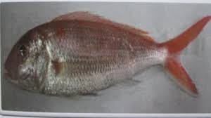 Demikian penjelasan materi tentang lingkungan hidup: Jenis Ikan 1 Ikan Kurisi Nemiterus Spp Nama Daerah Natuna Ciri Ciri Pdf Download Gratis
