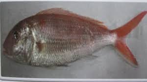 Dalam kamus bahasa indonesia (kbi), guru tersebut diartikan orang yang kerjanya ialah sebagai pengajar. Jenis Ikan 1 Ikan Kurisi Nemiterus Spp Nama Daerah Natuna Ciri Ciri Pdf Download Gratis