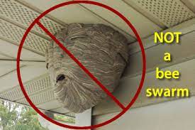 Bees stop feeding the original queen and start creating queen cups to create more queen bees. Swarm Removal Will County Beekeepers Association