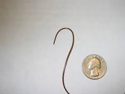 Horsehair worms are long, black worms roughly the thickness of a horse hair. Box Medianet Toilet Of Worm