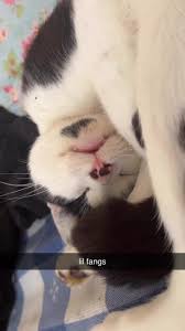 *** LOST CAT*** HILL STREET DINGWALL!!!!, this is my cat tiny he slipped  out my bathroom window he’s not ment to out yet as he’s just moved in with  me !! if anyone sees him please please please let me ...