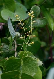 Image result for Dioscorea sylvatica