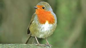 Bird Sounds Birds Singing Bird Song Sounds Beautiful Video Of Robin Birds Singing And Chirping Robin Bird Beautiful Birds Birds