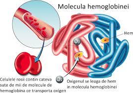 Daca scaderea este mare si provoaca simptome, poate indica. Sangele Anatomie Si Fiziologie