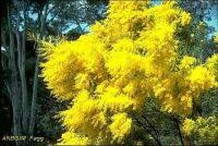 Image result for Acacia borleae