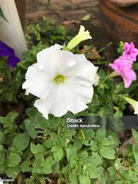 Image result for Petunia axillaris