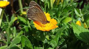 Maybe you would like to learn more about one of these? Gratis Pot Marigold Foto Piqsels