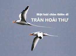 Image result for chim thiên di