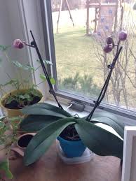 Orchideeen zu spitzenpreisen kostenlose lieferung möglich Help My Mother Repotted My Phal Orchid In Regular Soil What To Do
