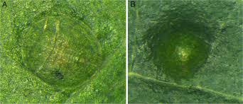 Image result for Monoon longifolium