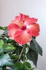Pin On Home This Is How My Indoor Garden Grows