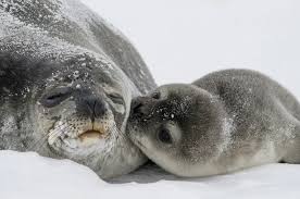 Greenland explorer to eat decaying seal meat for month-long Arctic expedition