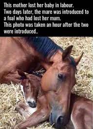 Random Pictures Of The Day 39 Pics Horses Funny Horses Cute Animals