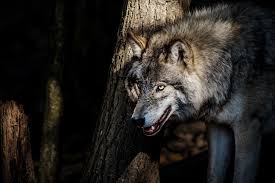 That Night The Wind Was Howling Almost Like A Wolf And There Were Some Real Wolves Off To The West Giving It Lessons Wolf Predator Wildlife Predator