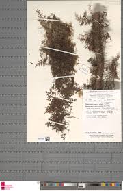 Image result for Hymenophyllum splendidum