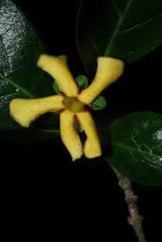 Image result for Catunaregam obovata