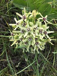Image result for Asclepias grandirandii