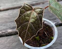 Image result for Piperaceae