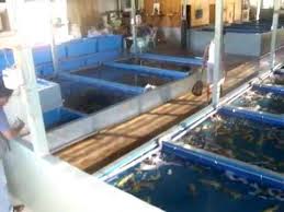 Ubi kayu penarik udang galah memancing udang galah sungai dulang. Salt Water Prawn Transit Pond Kolam Transit Udang Laut Youtube