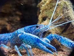 Electric Blue Crayfish The Only Care Guide You Need