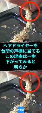 ヘアドライヤーを台所の戸棚に当てる この理由は一歩下がってみると明らか お米につく小さな蛾 メイガ への長期的対策9選 ノシメマダラメイガ メイガ 害虫駆除 米 虫 小さい蛾 重曹 対策 ちえとく 米 収納 害虫駆除 生活