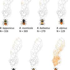 Image result for Bombus pascuorum gotlandicus