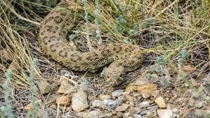 Maybe you would like to learn more about one of these? Fact Check Swimming Method An Unreliable Indicator Of Venomous Snakes