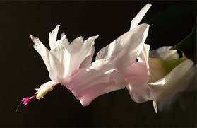 For example, this brazilian coastal plant (which is also known as schlumbergera) favors more humid. Christmas Cactus Central Texas Gardener