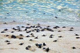 Maybe you would like to learn more about one of these? Why Should You Visit Turtle Beach On Siesta Key On Your Trip Peppertree Bay Siesta Key Monthly Rentals