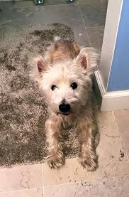 We did not find results for: Columbus Oh Westie West Highland White Terrier Meet Frazier A Pet For Adoption
