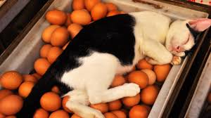 Cats are carnivores and need meat. Can Cats Eat Eggs Healthy Paws Pet Insurance