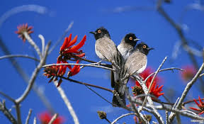 What you need to know is that these images that you add will neither increase nor decrease the speed of your computer. Nature Love Birds Wallpaper Hd 14 Widescreen Birds 1080p Birds Wallpaper Hd 1920x1164 Wallpaper Teahub Io