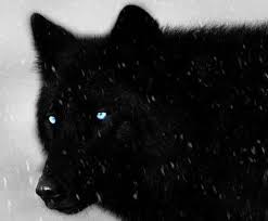 Awesome collection hd wolf wallpapers and background images for pc, laptop, ipad, chromebook, android, iphone, mobile phone. Black Wolf Wolf With Blue Eyes Black Wolf Wolf Love