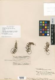 Image result for Pleopeltis  × simiana