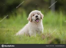 The current median price for all golden retrievers sold is $1,090.63. Newborn Golden Retriever Puppy Photography Newborn Baby