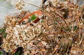 The hydrangeas hydrangeas website recommends doing hydrangea arborescens and hydrangea paniculata are two common hydrangea types that can be cut back each year in the fall, leaving only. Pruning Annabelle Hydrangea Toronto Gardens
