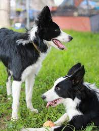 Brother And Sister Six Month Old Border Collie Pups Collie Dog Border Collie Border Collie Puppies