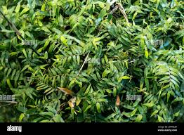 Image result for Oplismenus compositus