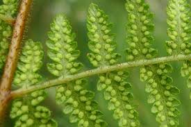 Image result for Hypolepis