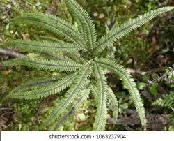 Image result for Blechnaceae