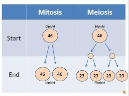 Mitosis Vs Meiosis By Pink Petunia Infogram
