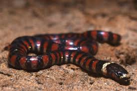 Image result for Hydrops triangularis